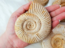 Load image into Gallery viewer, Ammonite Fossils
