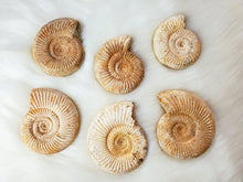 Load image into Gallery viewer, Ammonite Fossils
