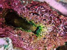 Load image into Gallery viewer, Bismuth Rams ~ Aries
